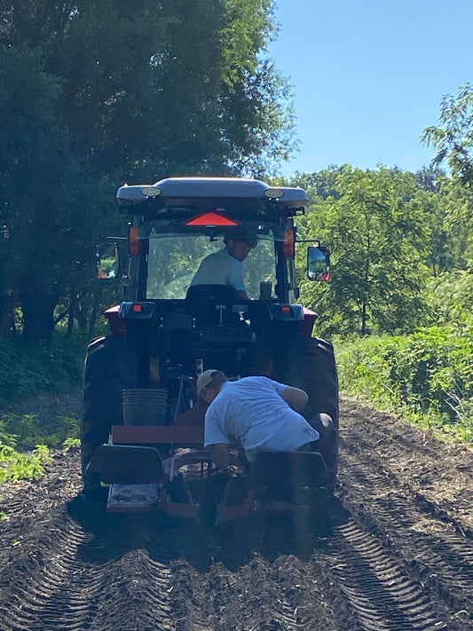 Successfully Planting Giant Miscanthus with Simazine