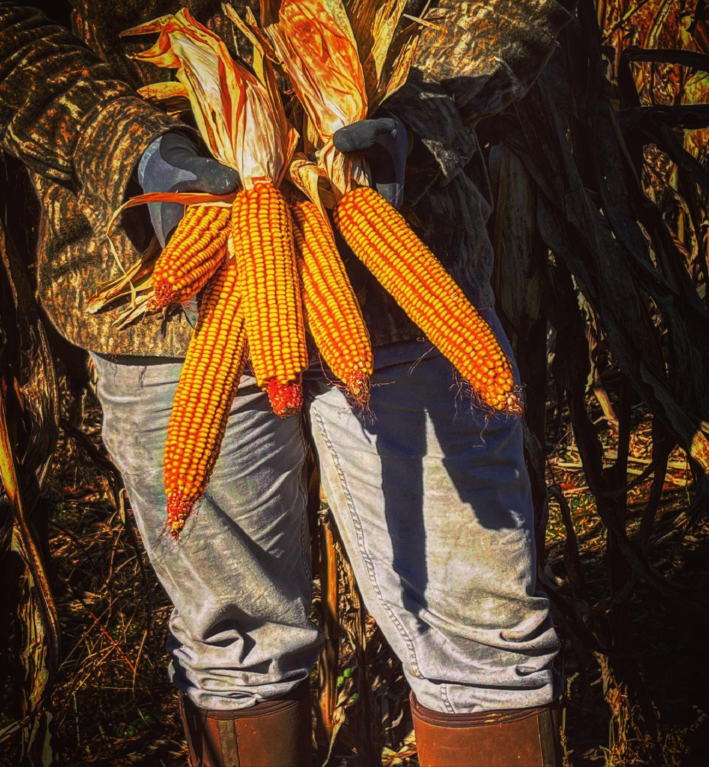 Real World's Nutri-Crave Corn Seed