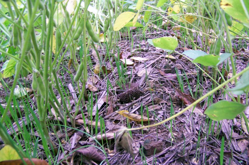 Real World's Forage Oat Blend