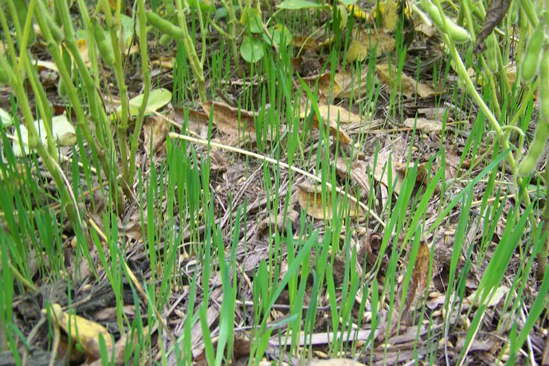 Real World's Forage Oat Blend