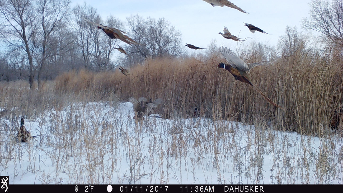 Real World’s Switchgrass – Premium Bedding & Screening Cover