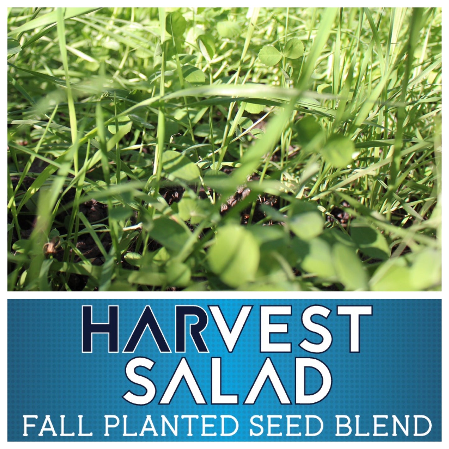 Real World's Harvest Salad