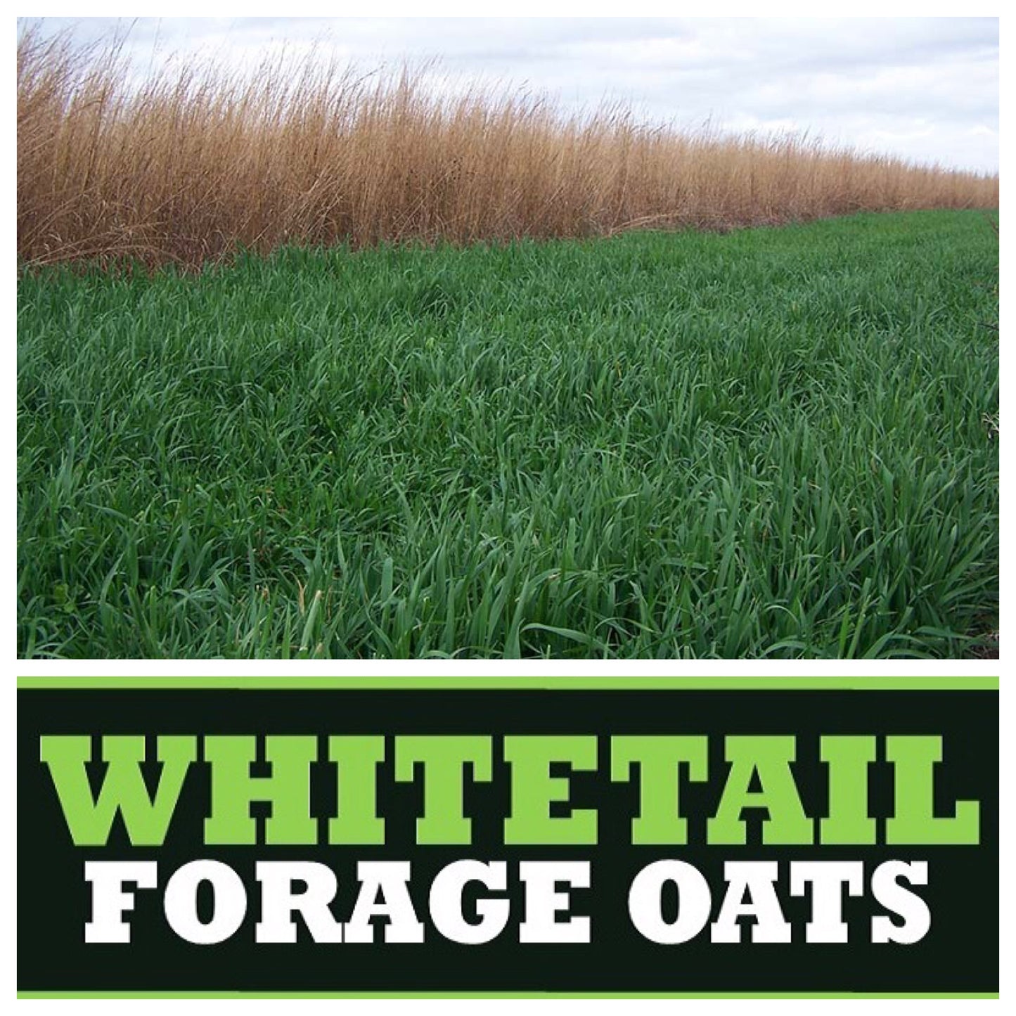 Real World's Forage Oat Blend