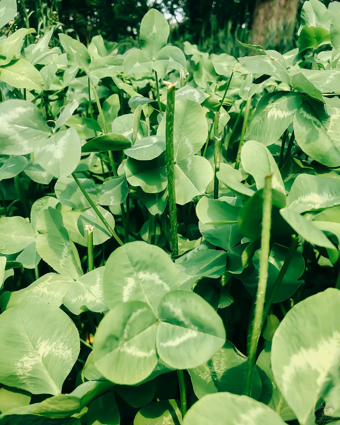 Real World's Clover & Chicory Blend