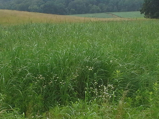 Creating Security: The Importance of Bedding Inside Food Plots with Real World Bedding in a Bag
