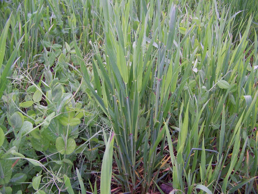 GREENS THAT ATTRACT: The Real World Harvest Salad That's Bringing in the Big Game