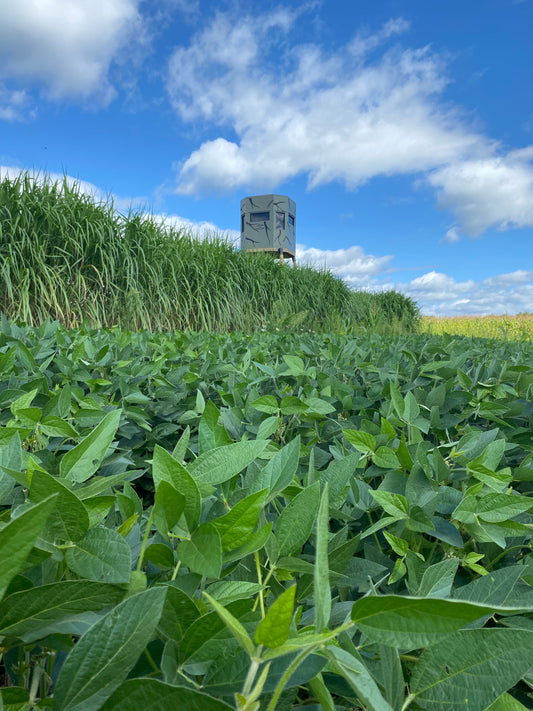 Transform Your Property: Why Now is the Time to Pre-Order Real World Giant Miscanthus