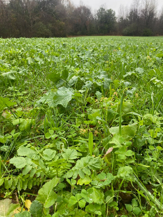SOUTHERN HABITAT, SOUTHERN RESULTS: The Dixie Dozen Seed Blend
