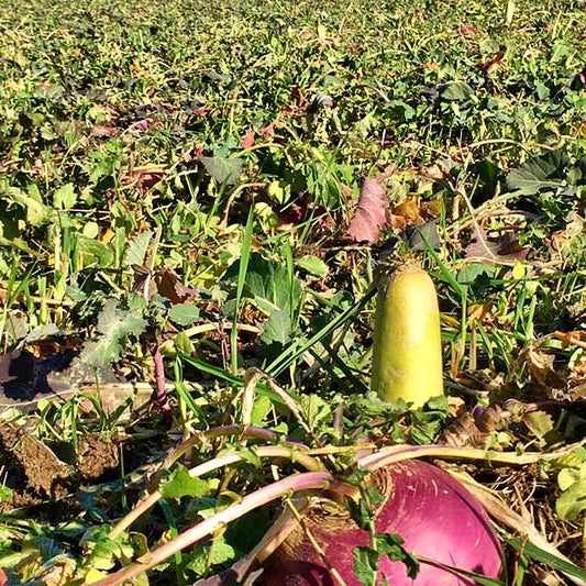 UNLEASH THE FRENZY: The Seed Blend for Wildlife Attraction and Growth