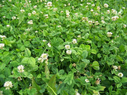 Growing a Successful Food Plot with Real World Wildlife Products Clover & Chicory Blend