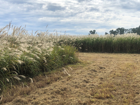 Preparing for Spring: How to Choose the Right Food Plot for Your Land