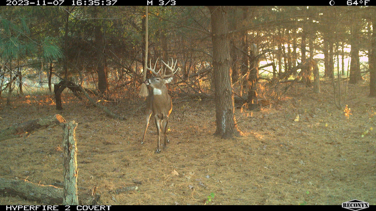 Scrape Magnet – Synthetic Scrape Attractant