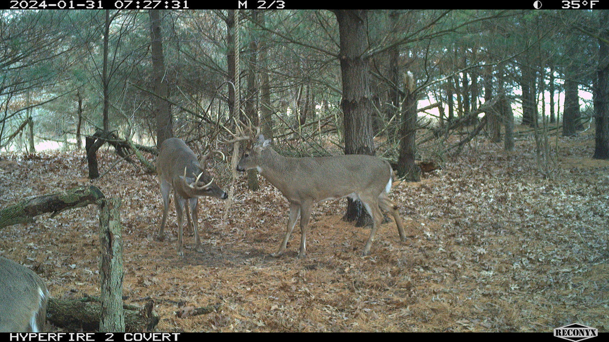 Scrape Magnet – Synthetic Scrape Attractant