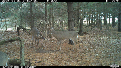 Scrape Magnet – Synthetic Scrape Attractant