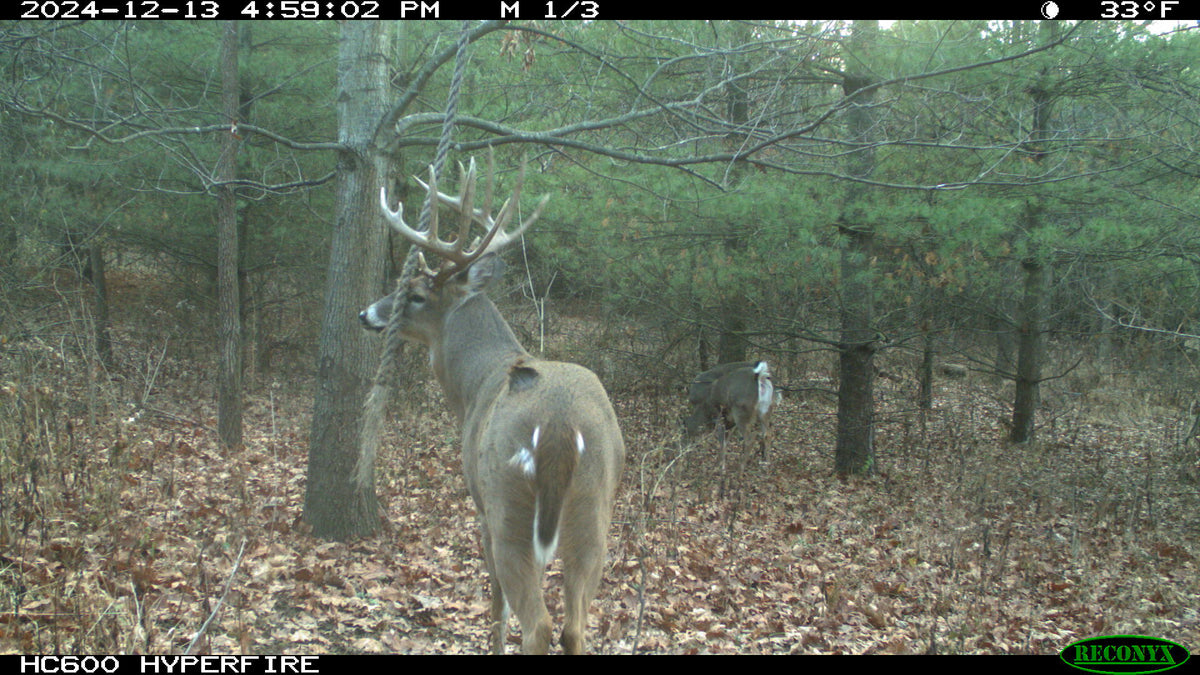 Scrape Magnet – Synthetic Scrape Attractant