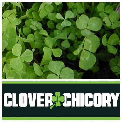 Real World's Clover & Chicory Blend