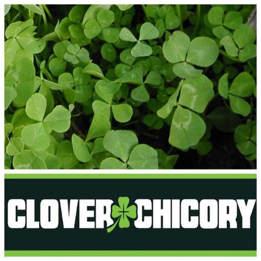 Real World's Clover & Chicory Blend
