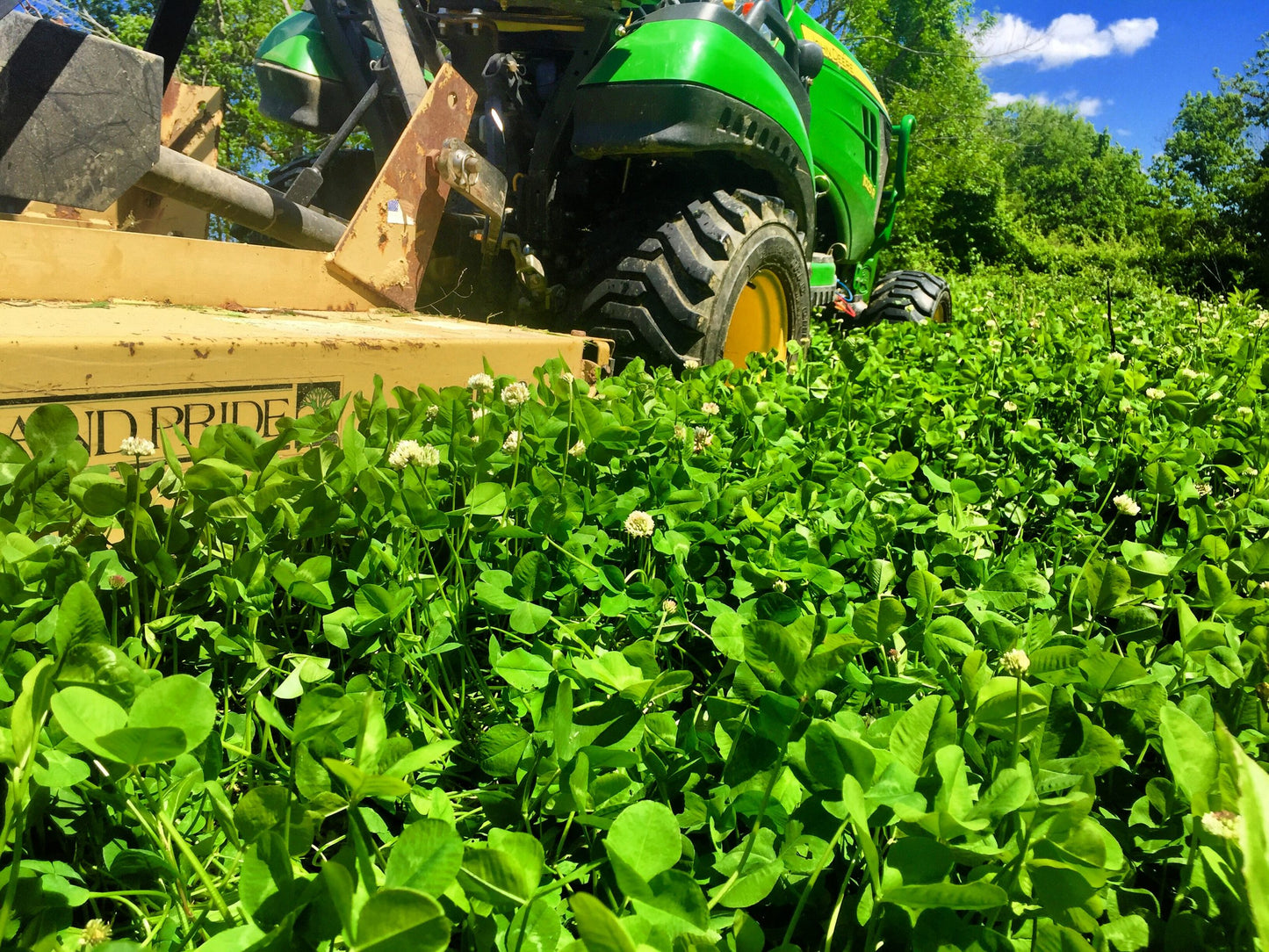 Real World's Clover & Chicory Blend