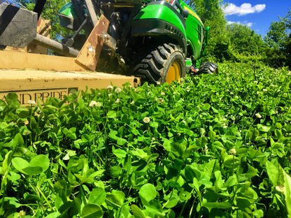Real World's Clover & Chicory Blend