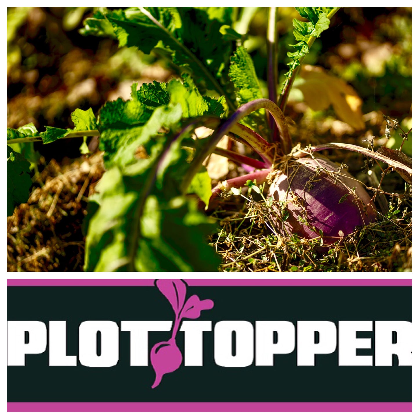 Real World's Plot Topper