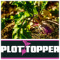 Real World's Plot Topper