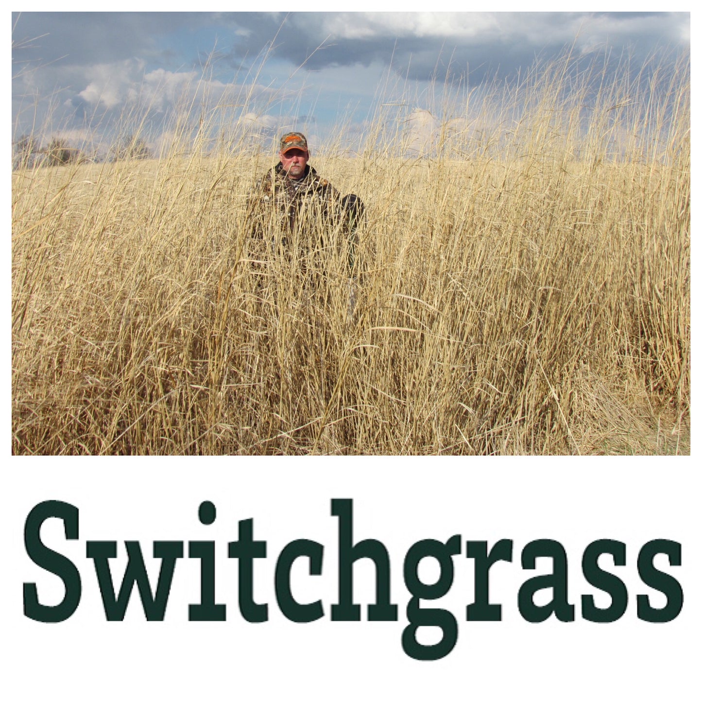 Real World's Switchgrass