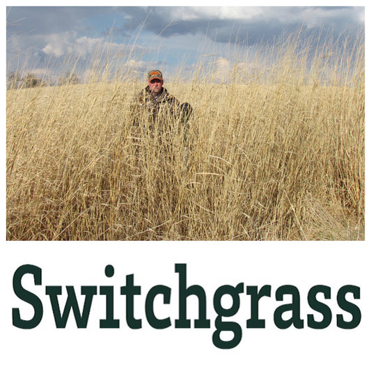 Real World's Switchgrass