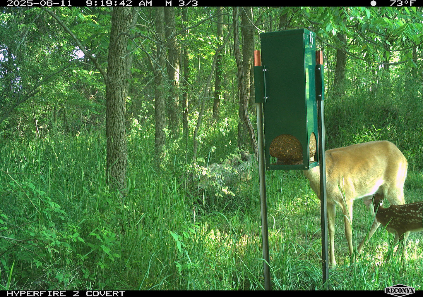 Quest Deer Block Feeder