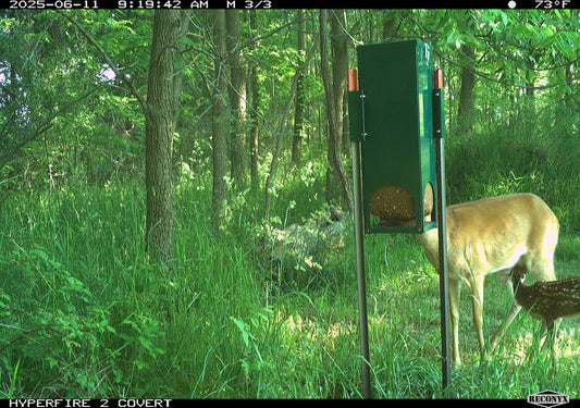 Quest Deer Block Feeder