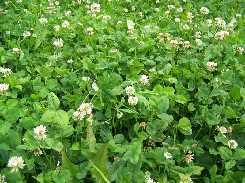 Real World's Clover & Chicory Blend