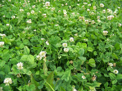 Real World's Clover & Chicory Blend