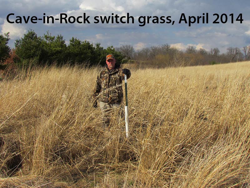 Real World's Switchgrass