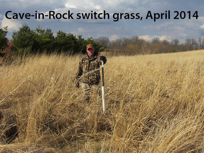 Real World's Switchgrass