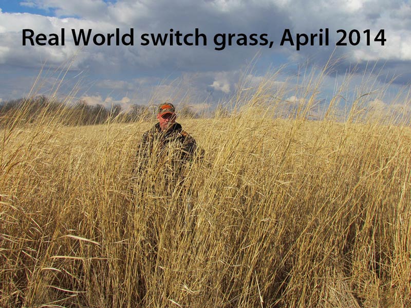 Real World's Switchgrass