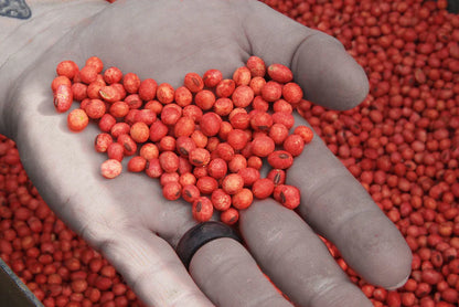 Real World's Generation 2 Soybeans (50 lb bag)