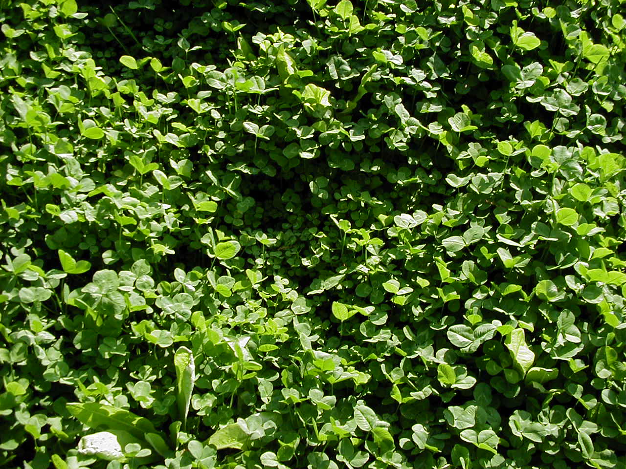 Real World's Clover & Chicory Blend
