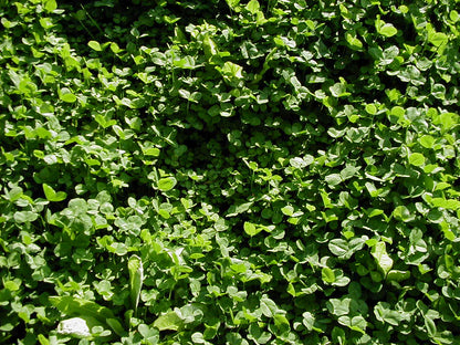 Real World's Clover & Chicory Blend