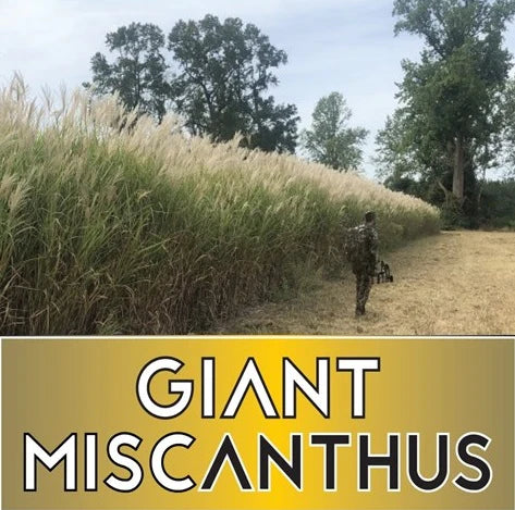 Real World's Giant Miscanthus
