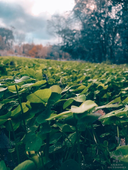 Real World's Clover & Chicory Blend