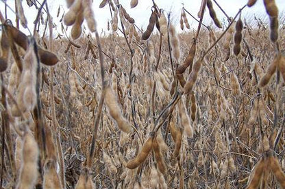 Real World's Generation 2 Soybeans (50 lb bag)